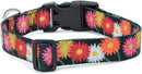 Floral Flower Dog Collar (Large, Daisy)